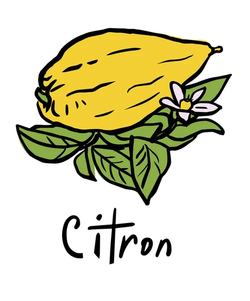 Citron fruit — Stock Vector