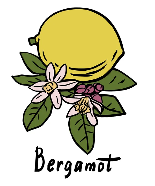 Bergamot fruit — Stock Vector