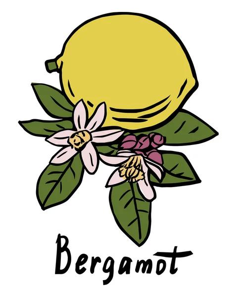 Fruta bergamota — Vector de stock