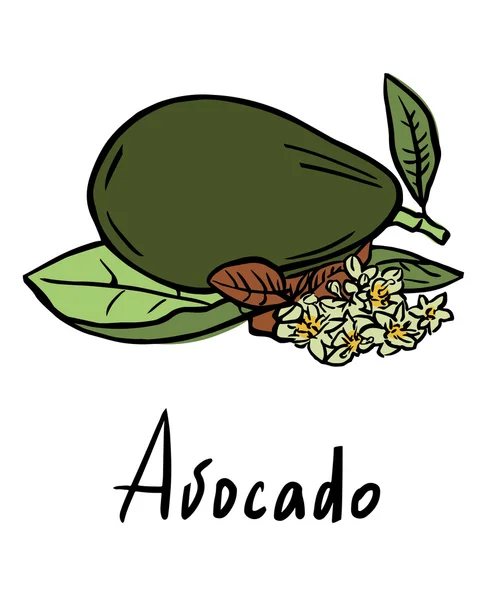 Avocado — Stock Vector