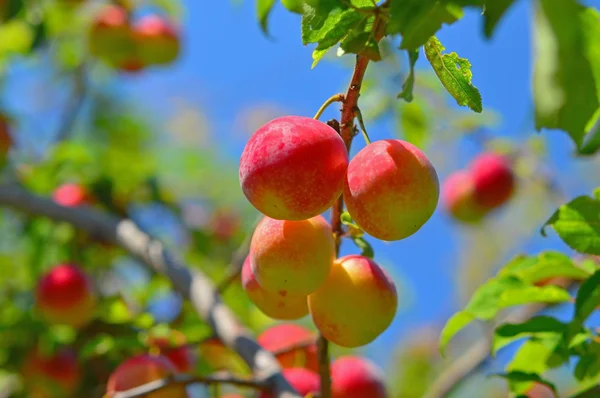 cherry-plums on the plum tree