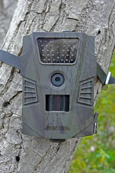 Camera traps with infrared light and a motion detector attached by straps on a tree