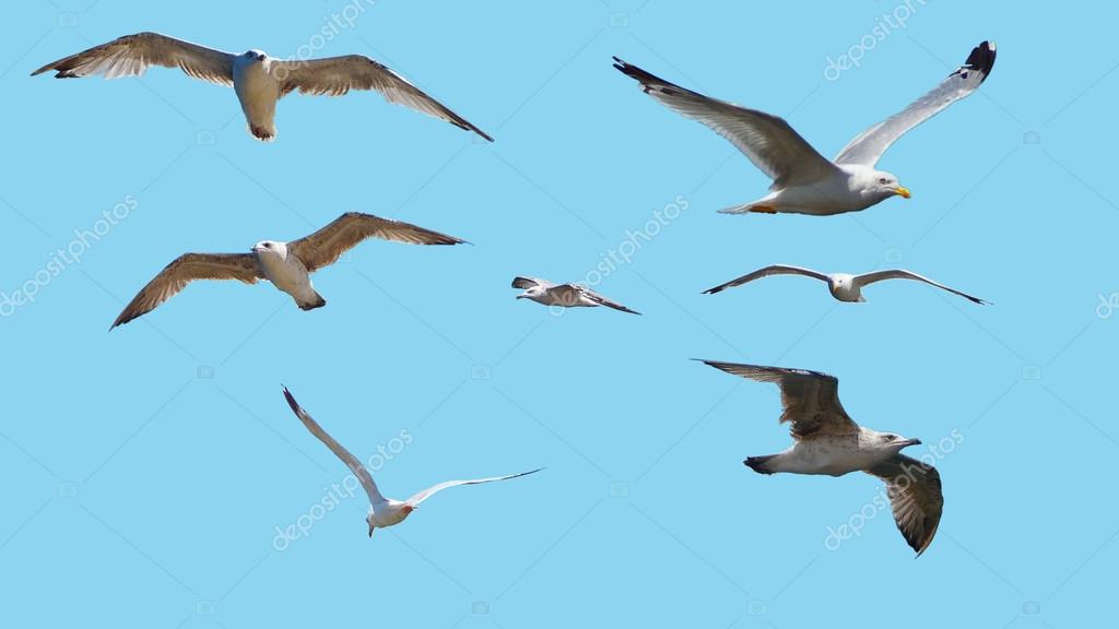 depositphotos_82796800-stock-photo-marine-gulls.jpg