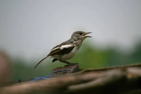 Linda Índia Pouco Oriental Magpie Robin Pássaro Sentar Ramo Árvore — Fotografia de Stock