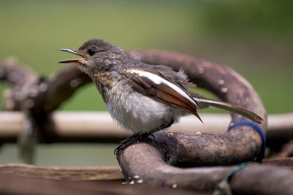 Bel Oiseau Indien Magpie Robin Asseoir Sur Une Branche Arbre — Photo