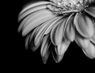 Beautiful black and white petals clipart