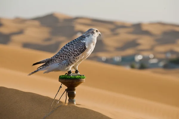 Arab eagle Stock Photos, Royalty Free Arab eagle Images | Depositphotos Arab eagle Stock Photos, Royalty Free Arab eagle Images | Depositphotos