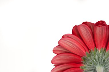 Gerbera Daisy bir parçası üzerinde beyaz bir arka plan