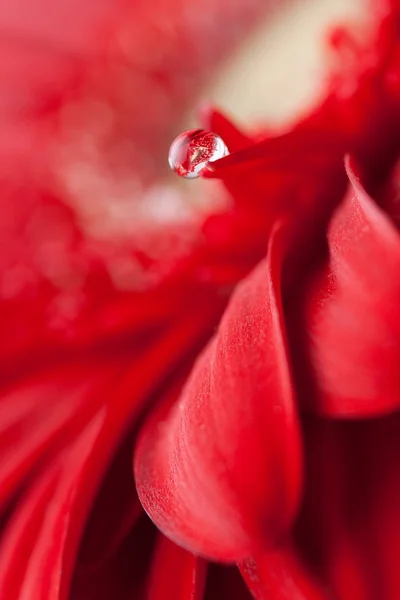 Hermosa gota en pétalo — Foto de Stock