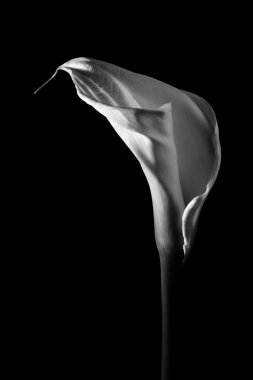 Siyah arka plan üzerine güzel calla lily