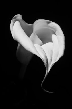 Siyah arka plan üzerine güzel calla lily