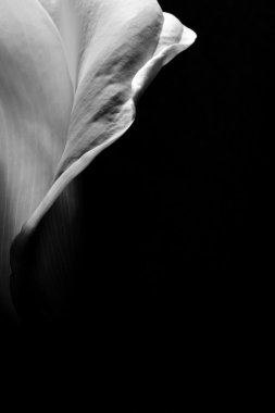 Siyah arka plan üzerine güzel calla lily