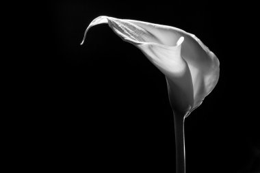 Siyah arka plan üzerine güzel calla lily