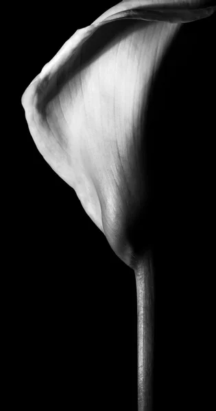在黑色背景上美丽的马蹄莲百合 — 图库照片