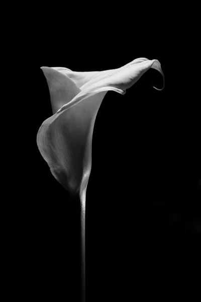 Schöne Calla Lilie auf schwarzem Hintergrund — Stockfoto