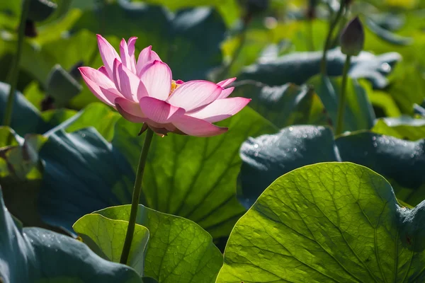 Der schöne rosa Lotus — Stockfoto