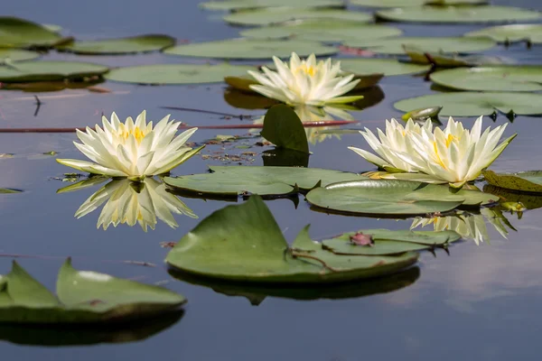 Seerosenblüte — Stockfoto