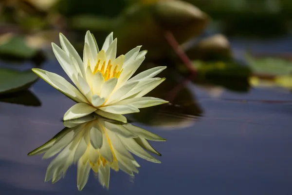 Seerosenblüte — Stockfoto