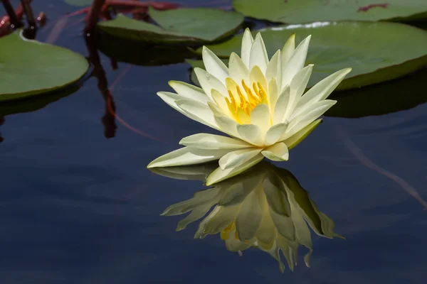 Flor de lírio de água — Fotografia de Stock