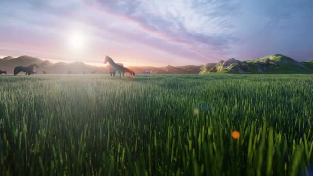 Un arc-en-ciel sur un champ d'herbe — Video