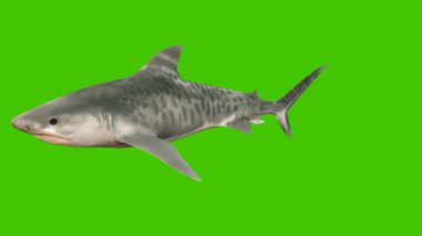 Bir balığın yakın çekimi.