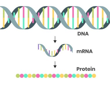 Protein syntesis schematic illustration. Vector illustration of the DNA, mRNA and polypeptide chain clipart