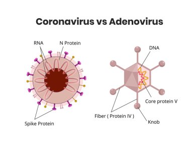 Adenovirus structure versus coronavirus anatomy. RNA vs DNA virus isolated on white clipart