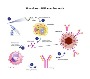 mRNA vaccine schematic illustration. Coronavirus vaccine mechanism of immune response clipart
