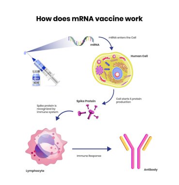 MRNA aşısı şematik çizim. Eylem vektörü illüstrasyonunun Coronavirus aşı mekanizması
