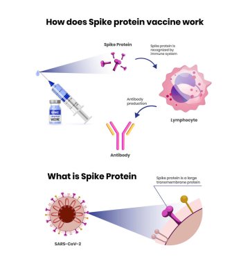 Spike Protein Aşılama Mekanizması. Coronavirus aşısı bilimsel illüstrasyon