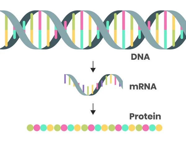 Protein sentezinin şematik çizimi. DNA, mRNA ve polipeptit zincirinin vektör çizimi