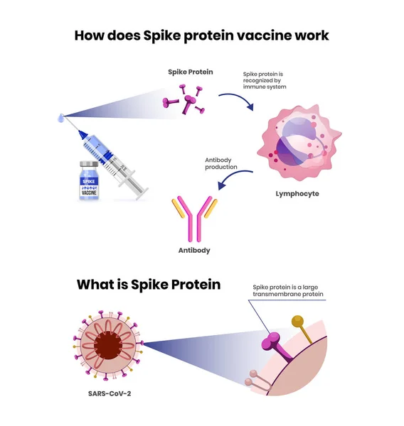 Mecanismo Acción Vacuna Contra Proteína Spike Vacuna Contra Coronavirus Ilustración — Vector de stock