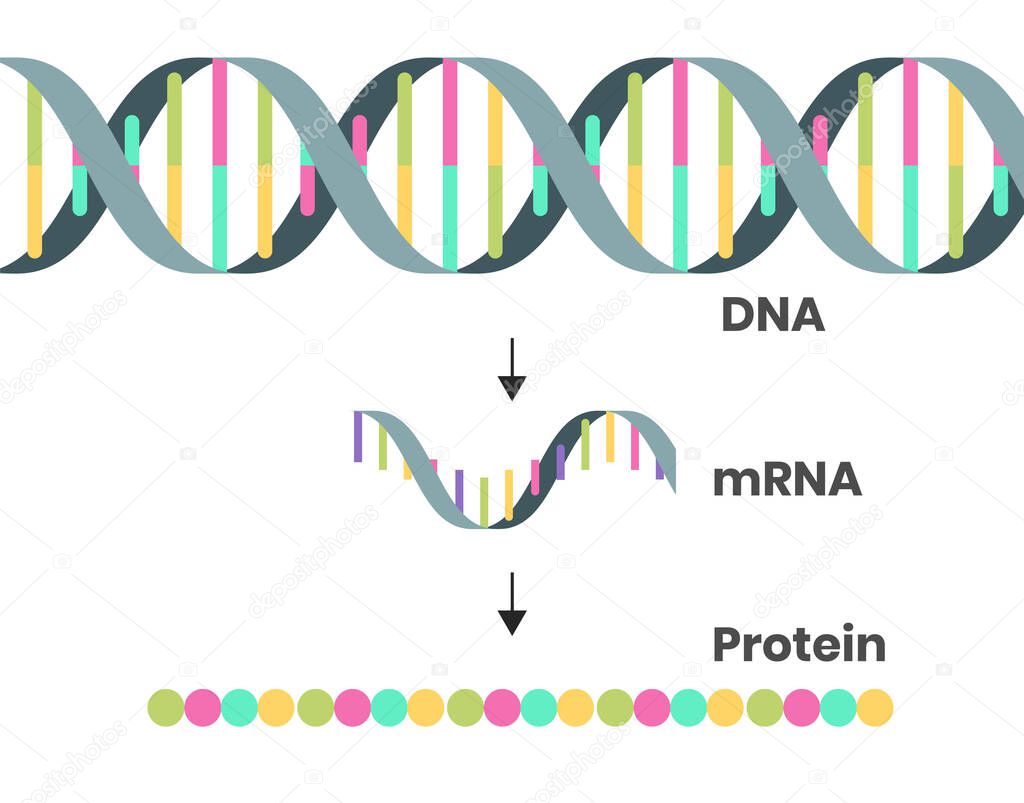 Protein syntesis schematic illustration. Vector illustration of the DNA, mRNA and polypeptide chain