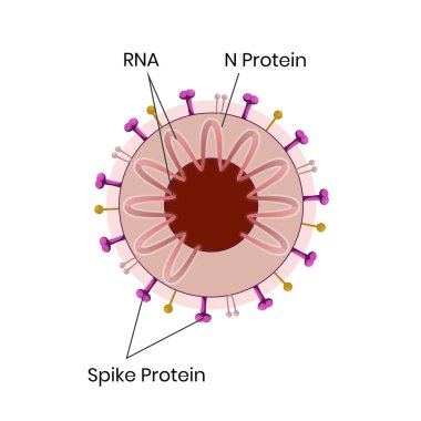 Koronavirüsün şematik yapısı, RNA, spike ve N-proteinli sars-cov-2 'nin vektör çizimi