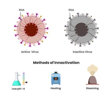 Coronavirus aktif ve hasarlı genetik materyalle aktif değil. Etkin olmayan aşıların üretilmesi için üç yöntem