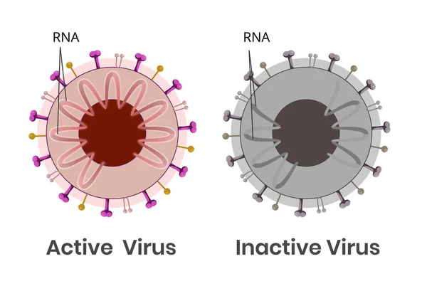 Coronavirus Activo Inactivo Con Arn Dañado Dentro Del Virión — Vector de stock