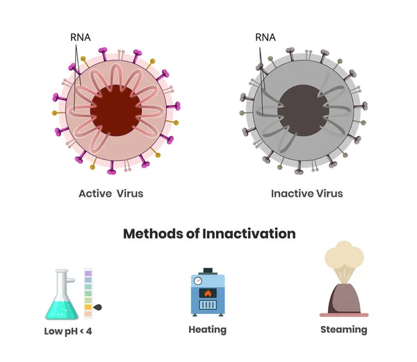 Coronavirus Activo Inactivo Con Material Genético Dañado Tres Métodos Producción — Vector de stock