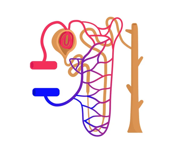Nefrone Yapısı Böbrek Biriminin Anatomi Kan Akışının Bilgi Tablosu — Stok Vektör