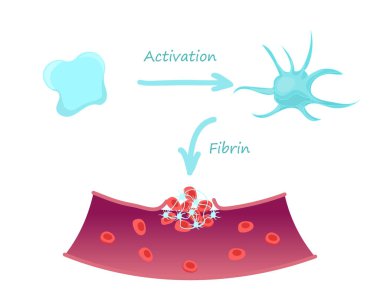 Trombosit fonksiyon diyagramı. Tromnoz fizyolojisi kavramsal illüstrasyon. Kan giysisinde trombosit rolü