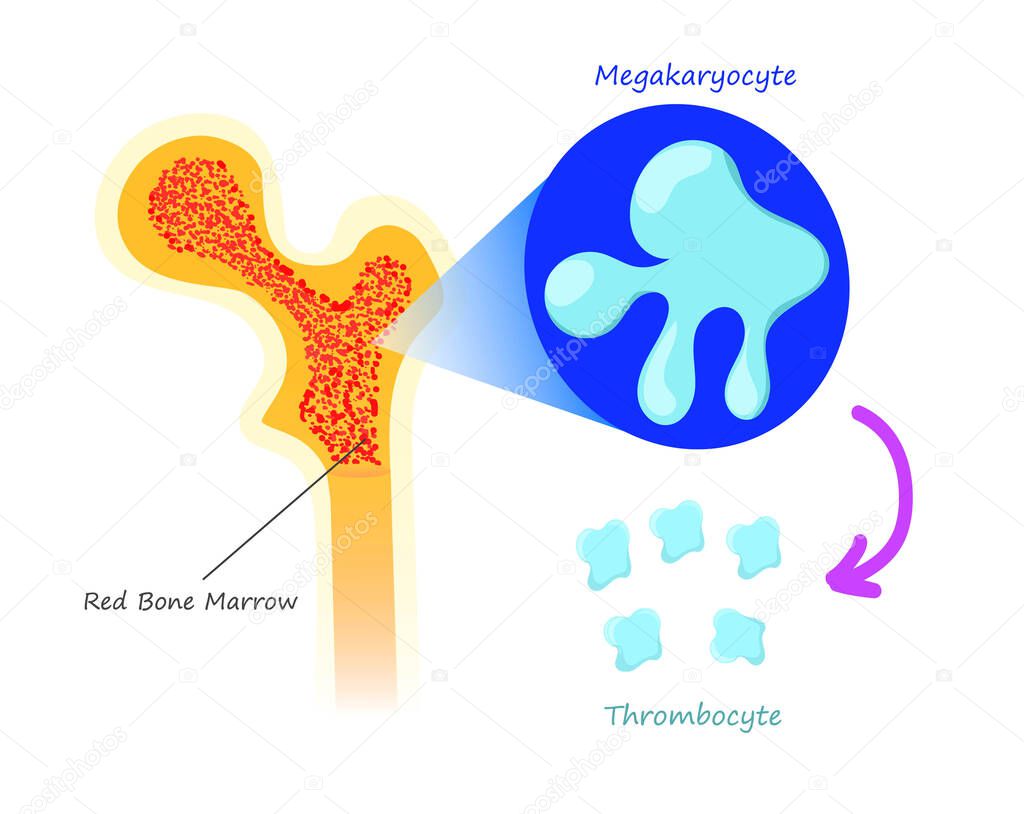 Red bone marrow thrombocyte production. Vector illustration of the platelets synthesis from the megakaryocyte