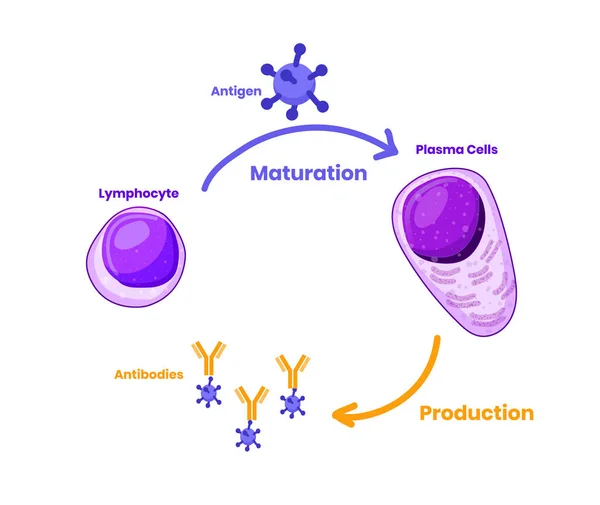 Esquema Inmunidad Humoral Maduración Linfocítica Célula Plasmática — Vector de stock