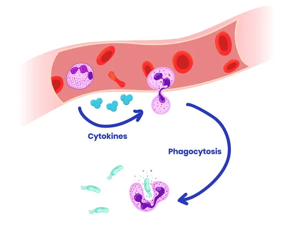 Neutrophiles Phagocytose Des Bactéries Stades Vectoriels Illustration — Image vectorielle