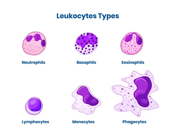 Tipos Glóbulos Brancos Leucocyte Isolado Ilustração Branca Vetor —  Vetores de Stock