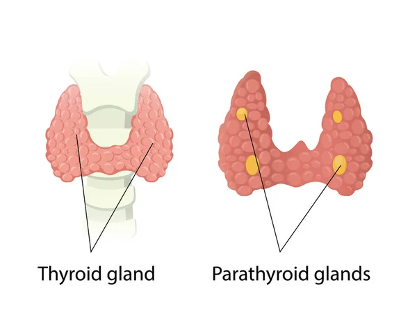 Tiroides Glándulas Paratiroides Anatomía Vector Ilustración — Vector de stock