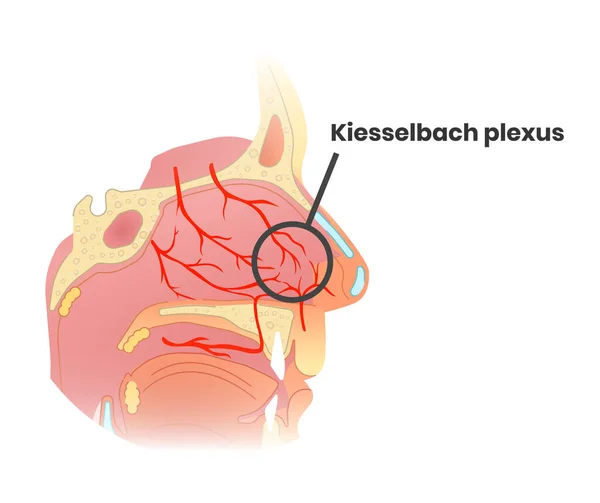 Kiesselbach Plexus 해부학입니다 인간의 해부학 일러스트 — 스톡 벡터