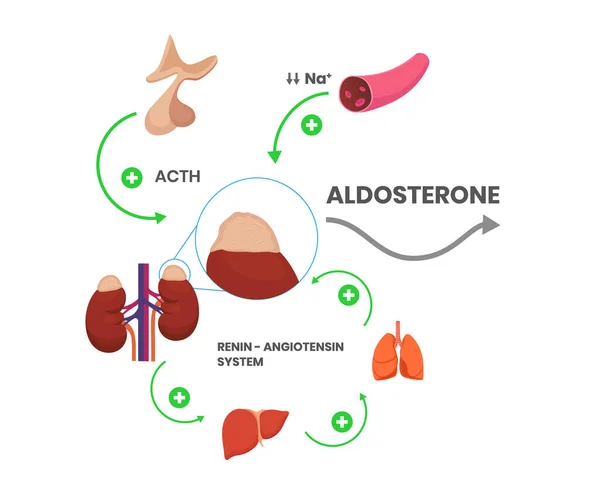 Aldosteron Hormonsyntes Genom Binjuren Mineralkortikoid Produktion Vektor Schematisk Illustration — Stock vektor