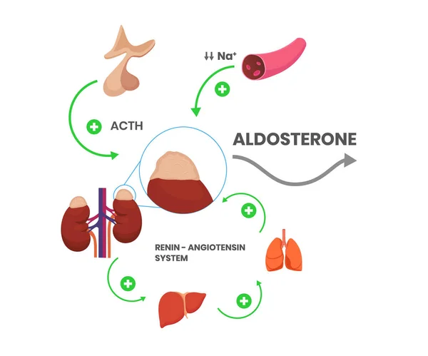 분비되는 스테론 호르몬 Mineralcorticoid 프로덕션 — 스톡 벡터