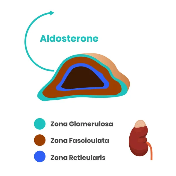 Struktur Der Nebennierenrinde Zona Glomerulosa — Stockvektor