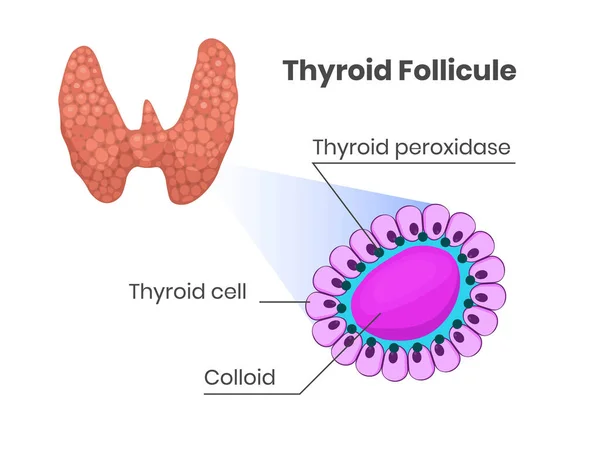 Anatomi Tiroid Dan Histologi Sel Sel Tiroid Koloid Dan Tiroid - Stok Vektor