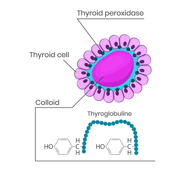Structure Des Follicules Thyroïdiens Colloïde Thyroglobuline — Image vectorielle
